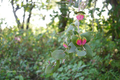 Dendrophthoe falcata